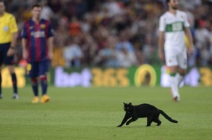 VIDEO - un gatto interrompe la partita del Barcellona e fa invasione di campo!