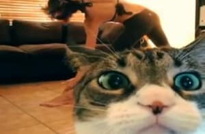 Video - cosa significa fare yoga con un gatto nei paraggi? Ve lo mostriamo!