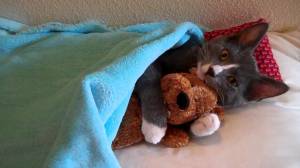 Video - Meesha, la gatta che dorme stretta al suo orsacchiotto