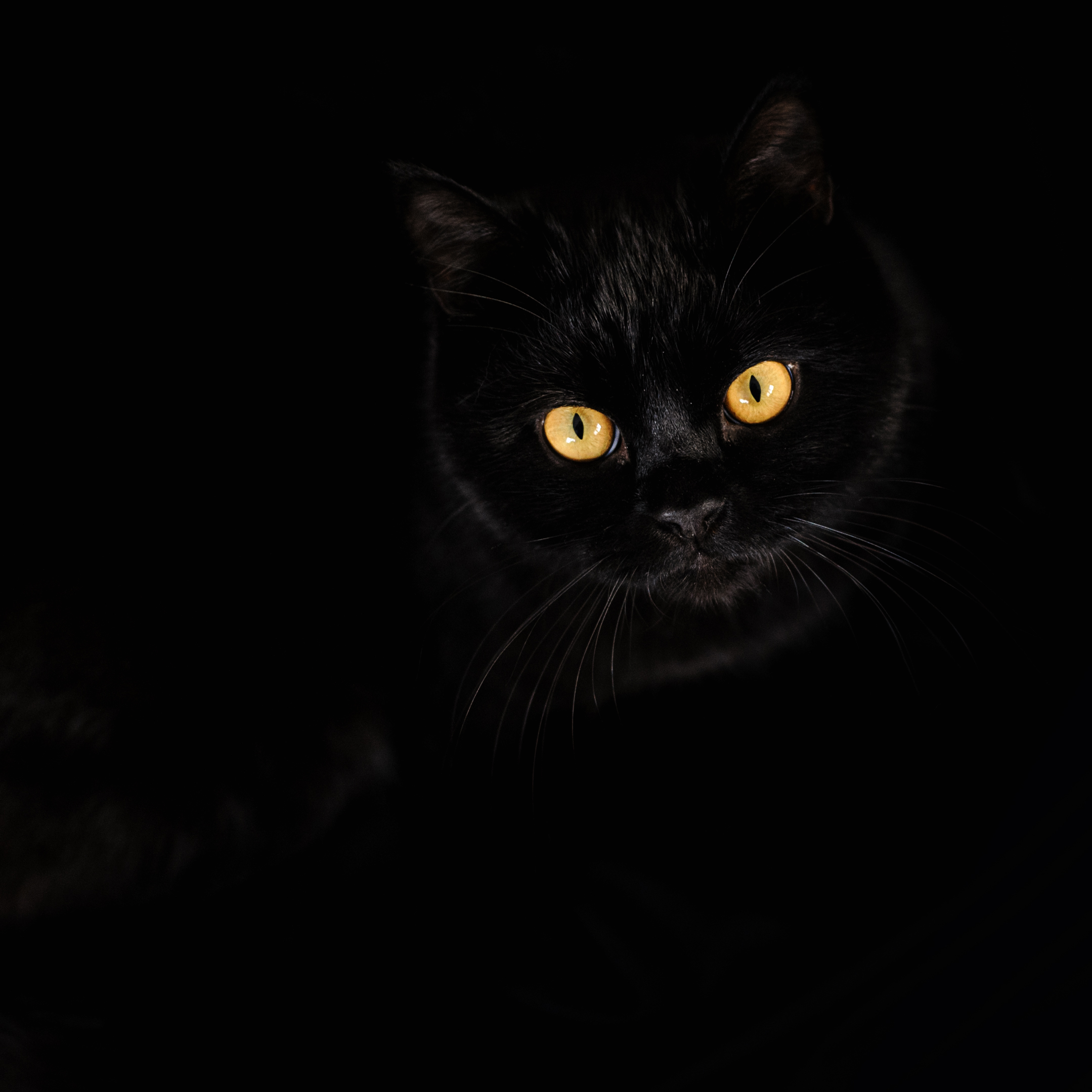 gatto nero 17 novembre