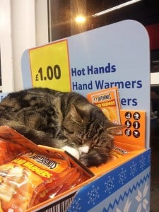 Mango: la storia del gatto che vive in un supermercato