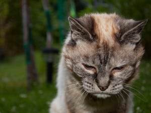 Uccidi il tuo gatto se vecchio e malato consigli shock di una giornalista
