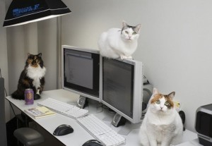 gatti lavoro