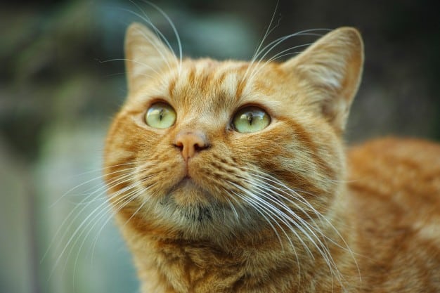 carattere del gatto arancione rosso
