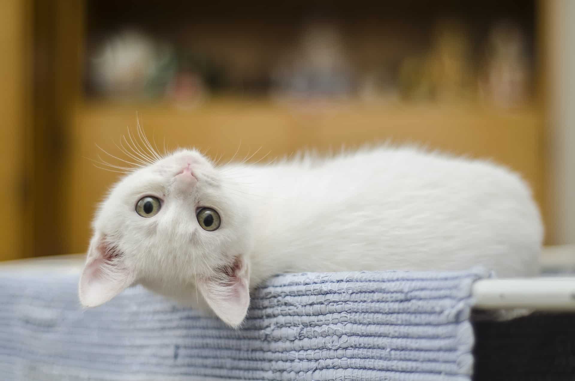 carattere del gatto bianco