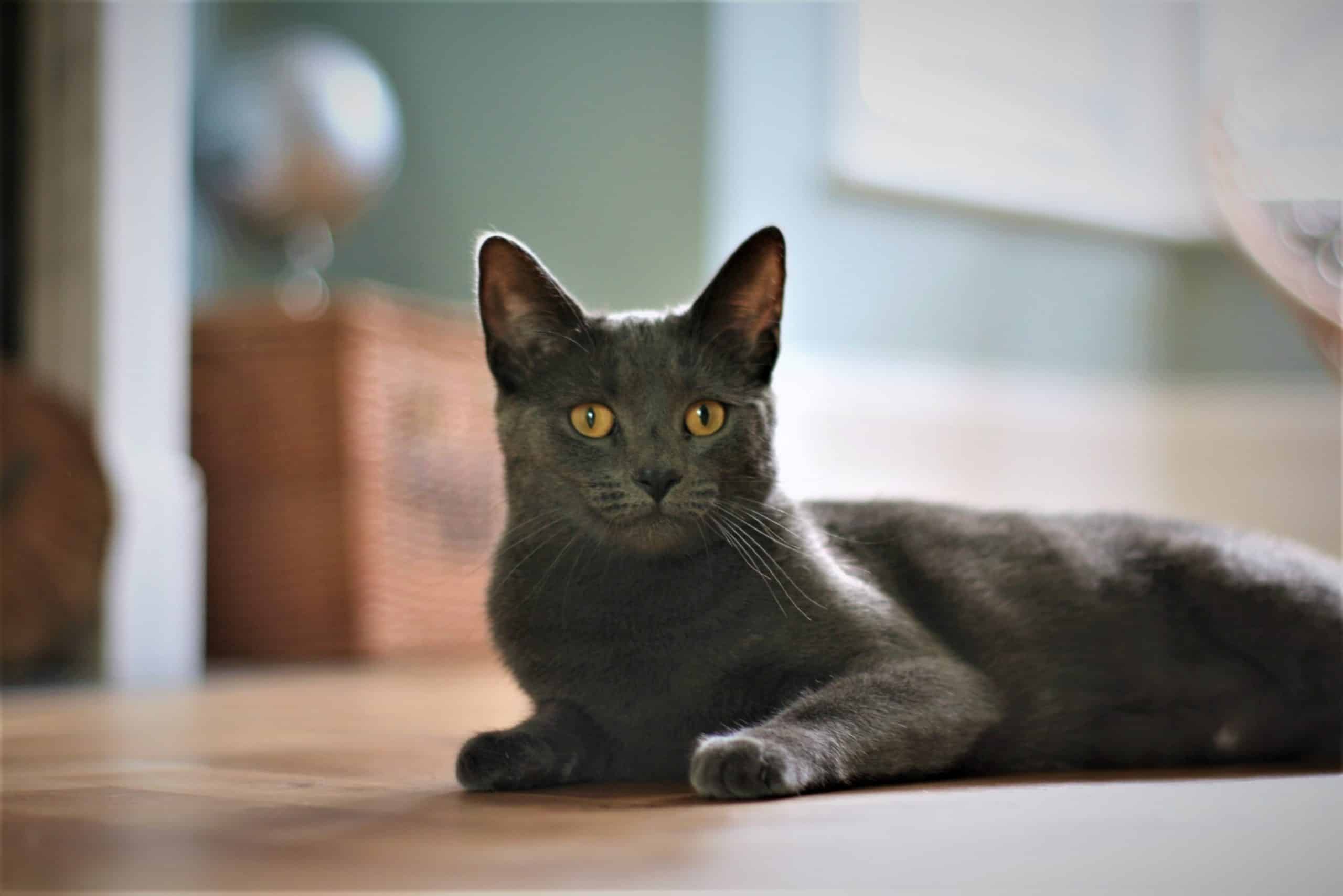 carattere del gatto grigio perla