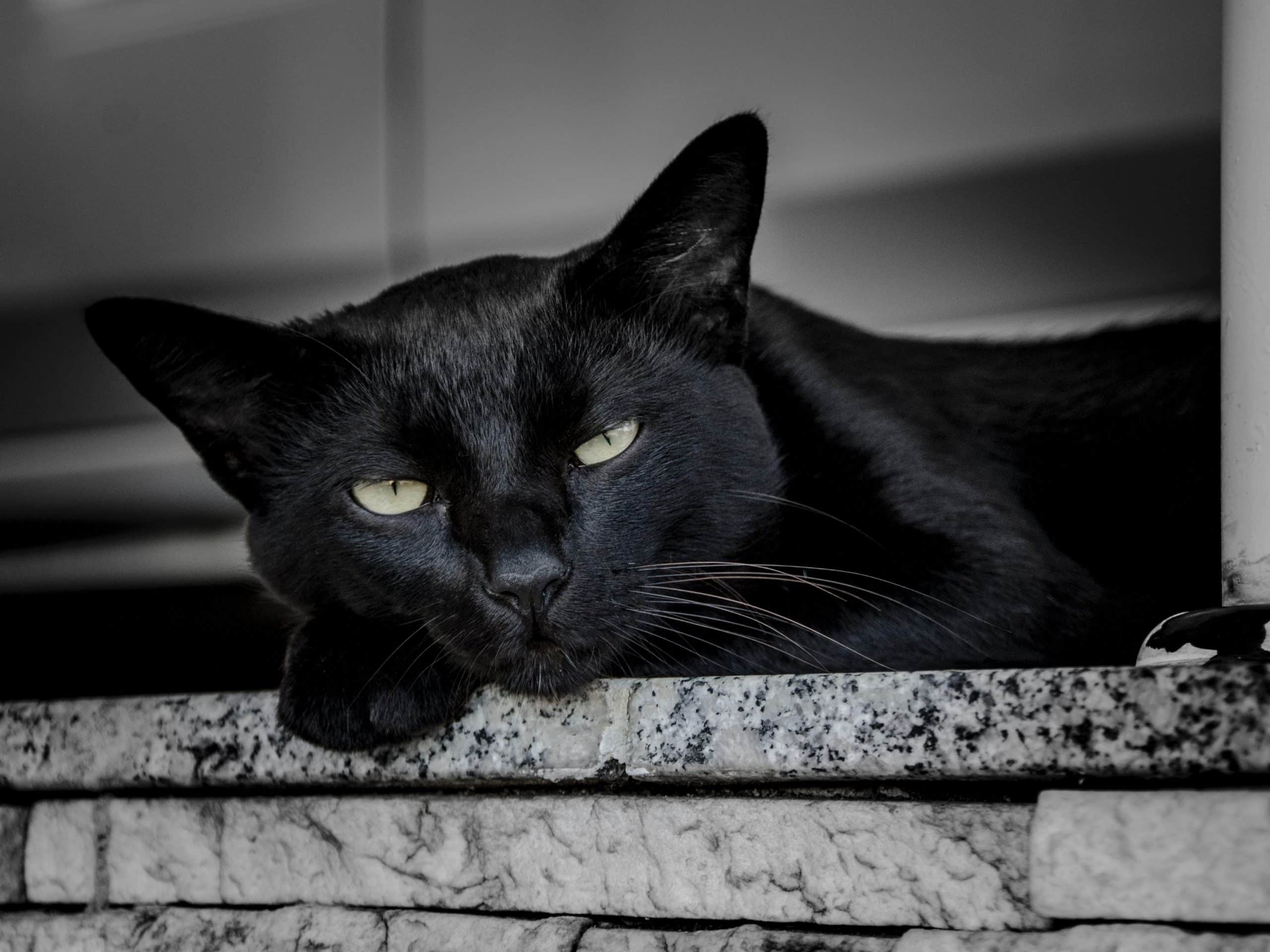 carattere del gatto nero