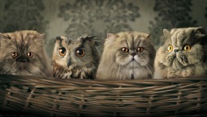gufo_e_gatti_cats_and_owl