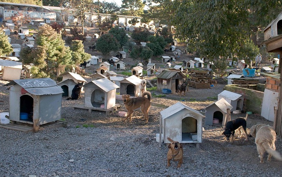 dog-favela