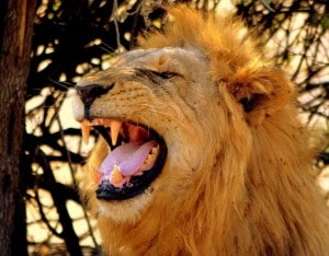 denti leone