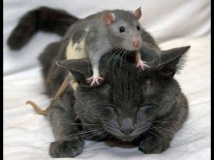cat-rat