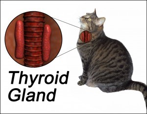 thyroid-disease-in-cats