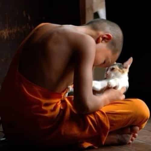 gatto-e-monaco-buddista