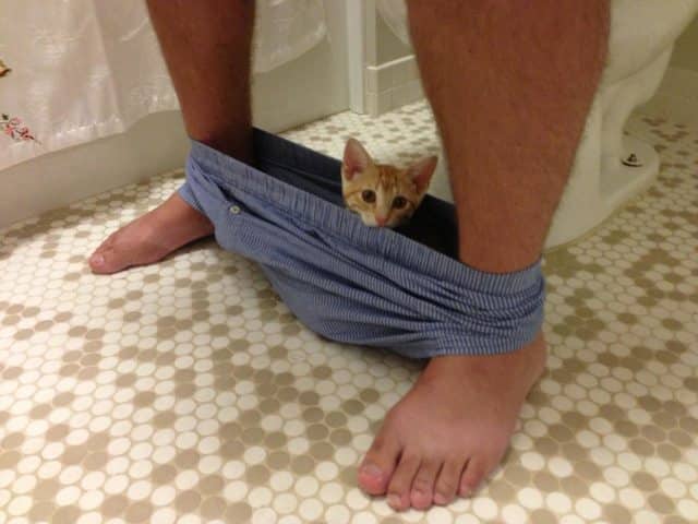 gatto - bagno 10