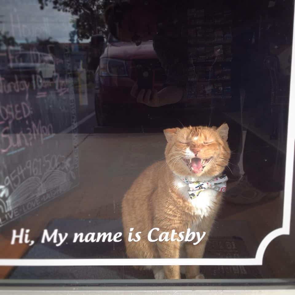 catsby 3