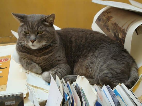 libreria acqua alta venezia gatti