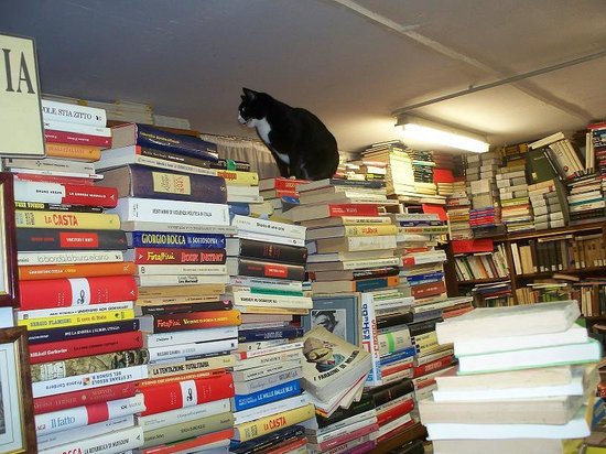 libreria acqua alta venezia gatti
