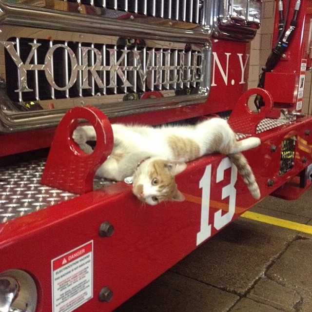 gatto pompiere