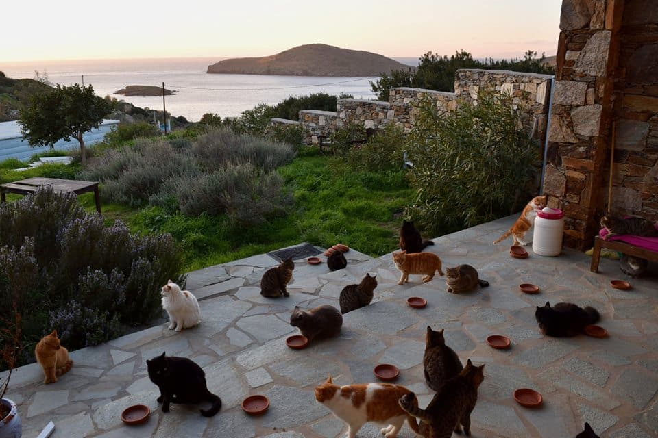 accarezzatore di gatti Grecia