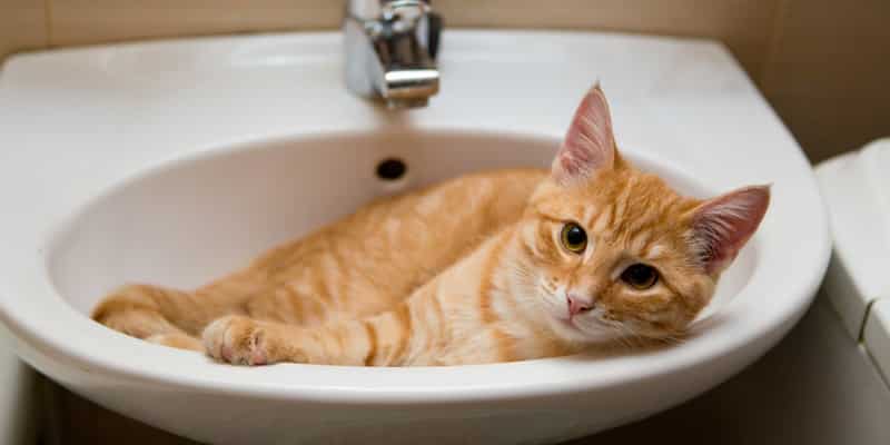 gatti e bagno
