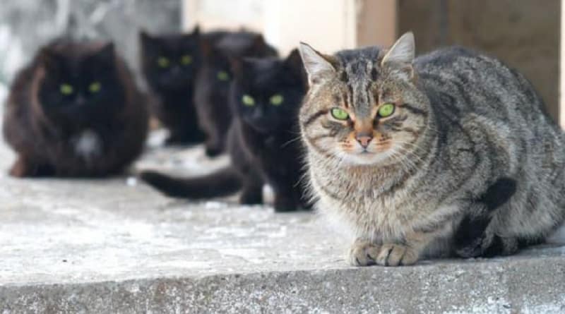 ordinanza contro gatti sindaco Cocullo