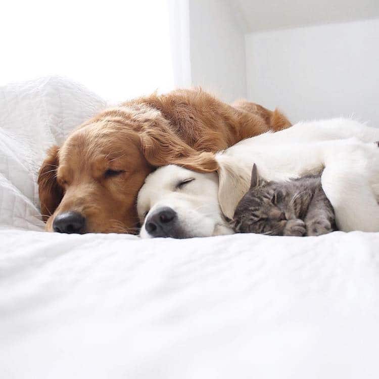 gatto e cani amici