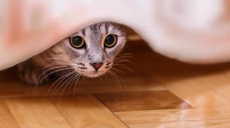 Perché i gatti si nascondono quando non stanno bene