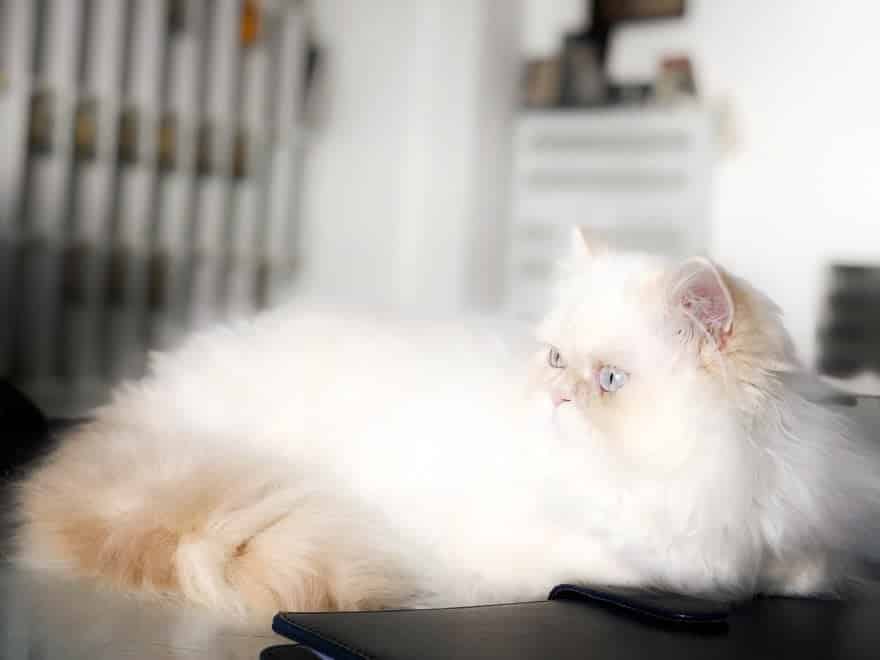 Il nuovo felino dell'hotel Gatto Bianco di Capri