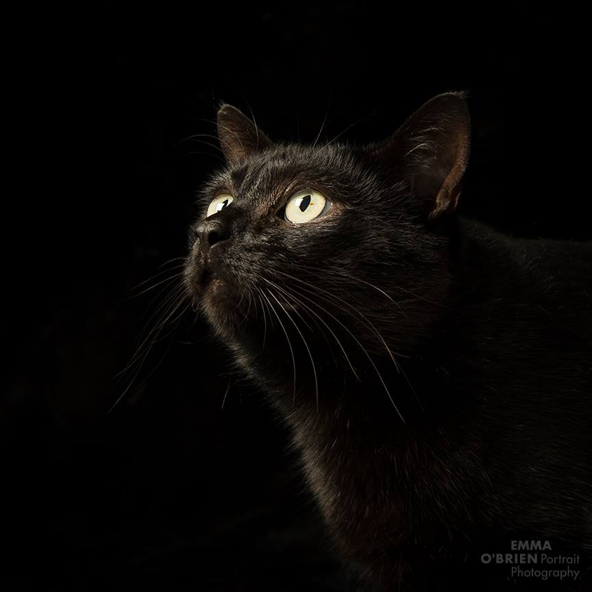 Una fotografa a favore dei gatti neri