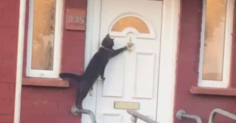 Gatto bussa alla porta per farsi aprire