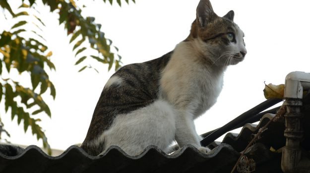 La terribile storia del gatto ucciso dal bidello di Gioia Tauro