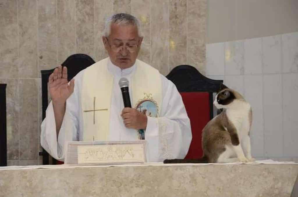 il gatto della Parrocchia di São Sebastião