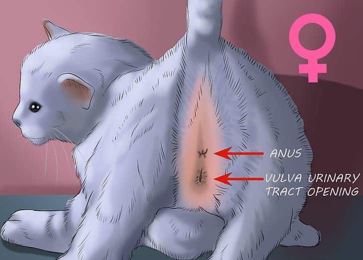 come riconoscere il sesso di un gattino