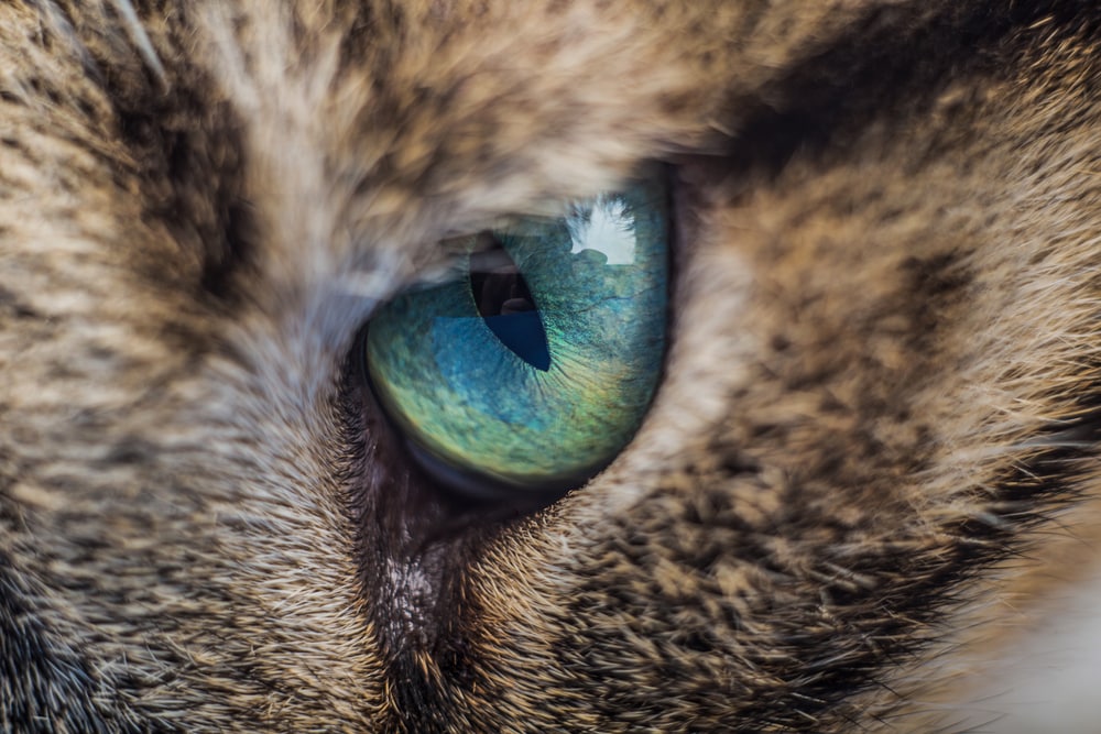 Perché le pupille dei gatti sono verticali