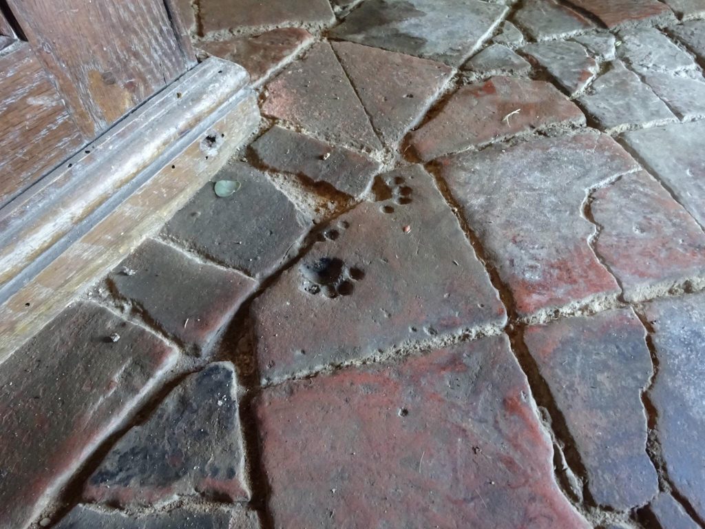 Impronte di gatto in una chiesa inglese