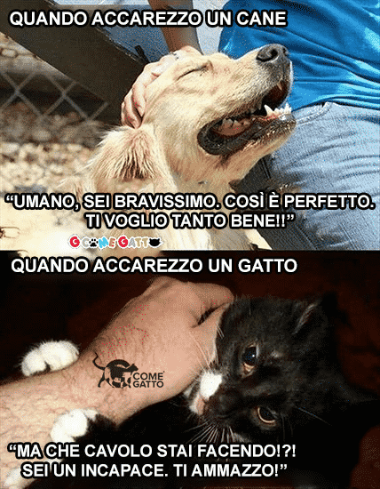 differenza tra cane e gatto