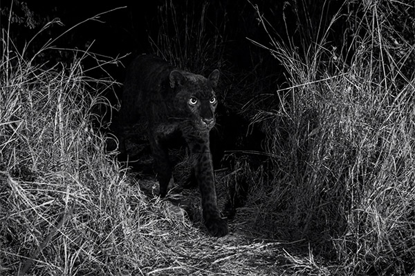 un leopardo nero in Kenya
