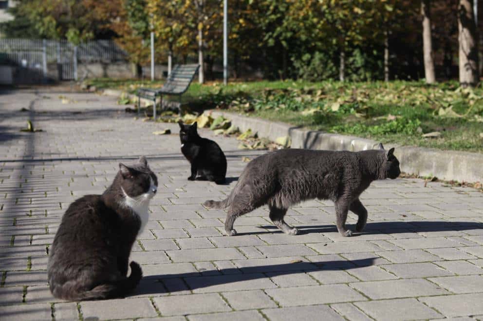 I gatti di via Ripamonti