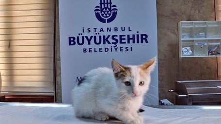 bus veterinario Istanbul