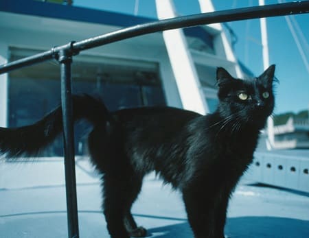 Il gatto nero come portafortuna dei marinai