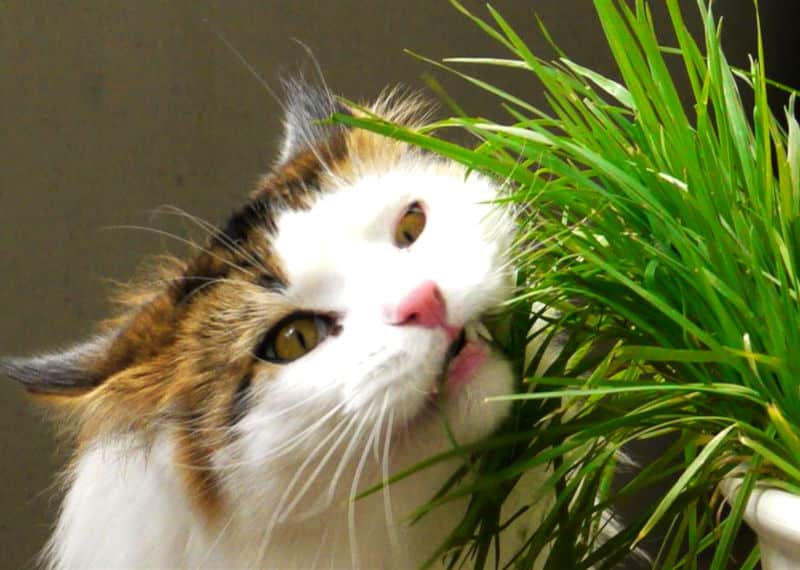 qualche curiosità sull'erba gatta