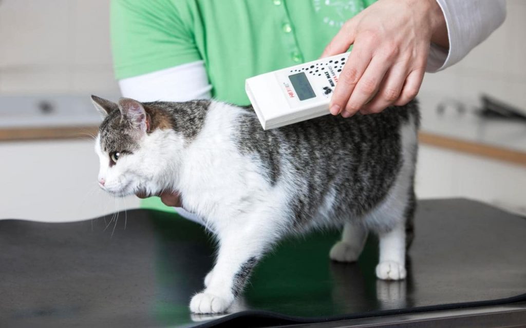 Microchip obbligatorio per i gatti in Lombardia