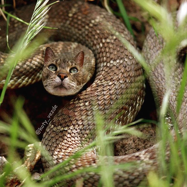 serpente con faccia da gatto