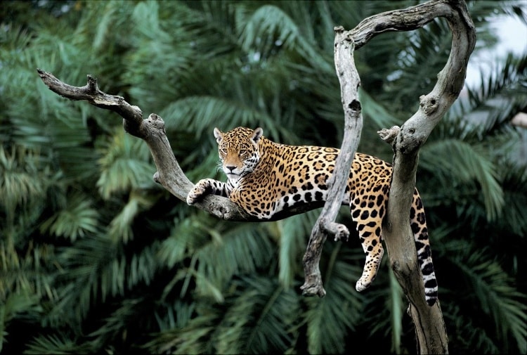 gli incendi in Amazzonia rischiano di decimare il giaguaro