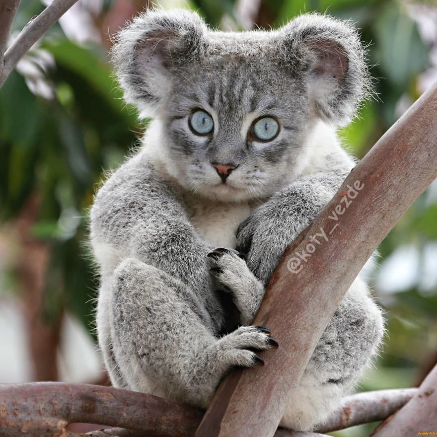 gatto koala