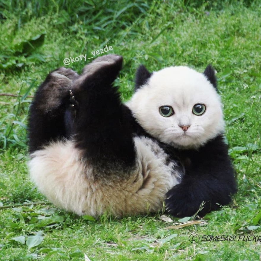 gatto panda