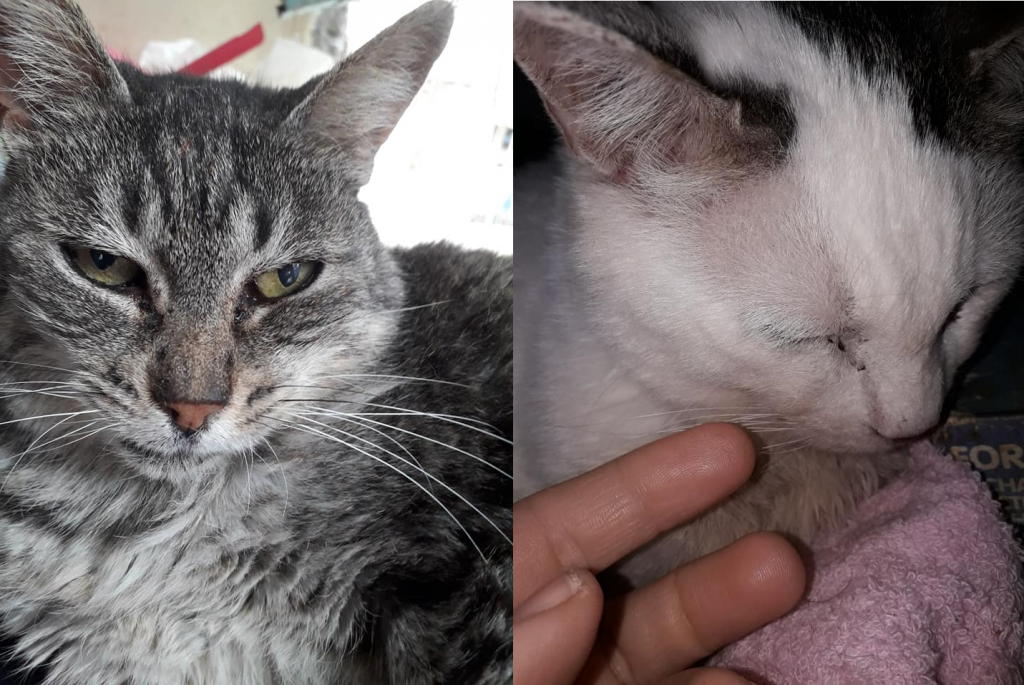 Due gatti di Claudia Raiola hanno bisogno di aiuto