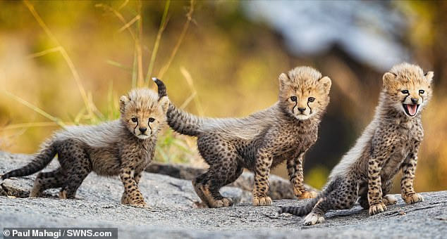 Tre cuccioli di ghepardo