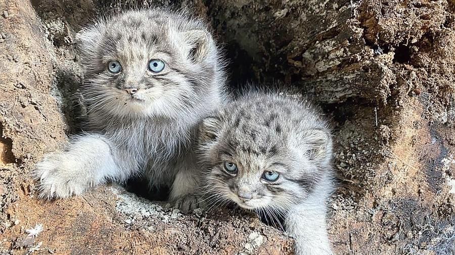 Ci sono tre nuovi gatti di Manul presso La Torbiera di Agrate Conturbia