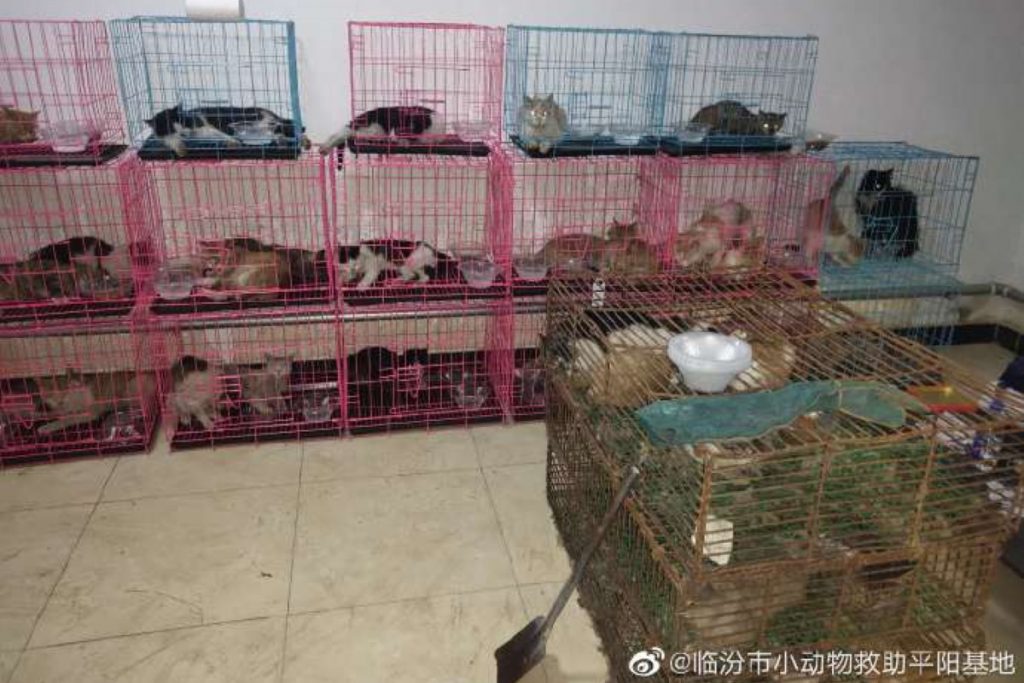 Salvati centinaia di gatti destinati al consumo in Cina